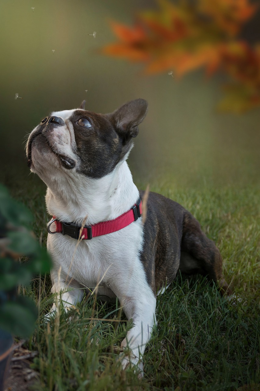 Boston Terrier